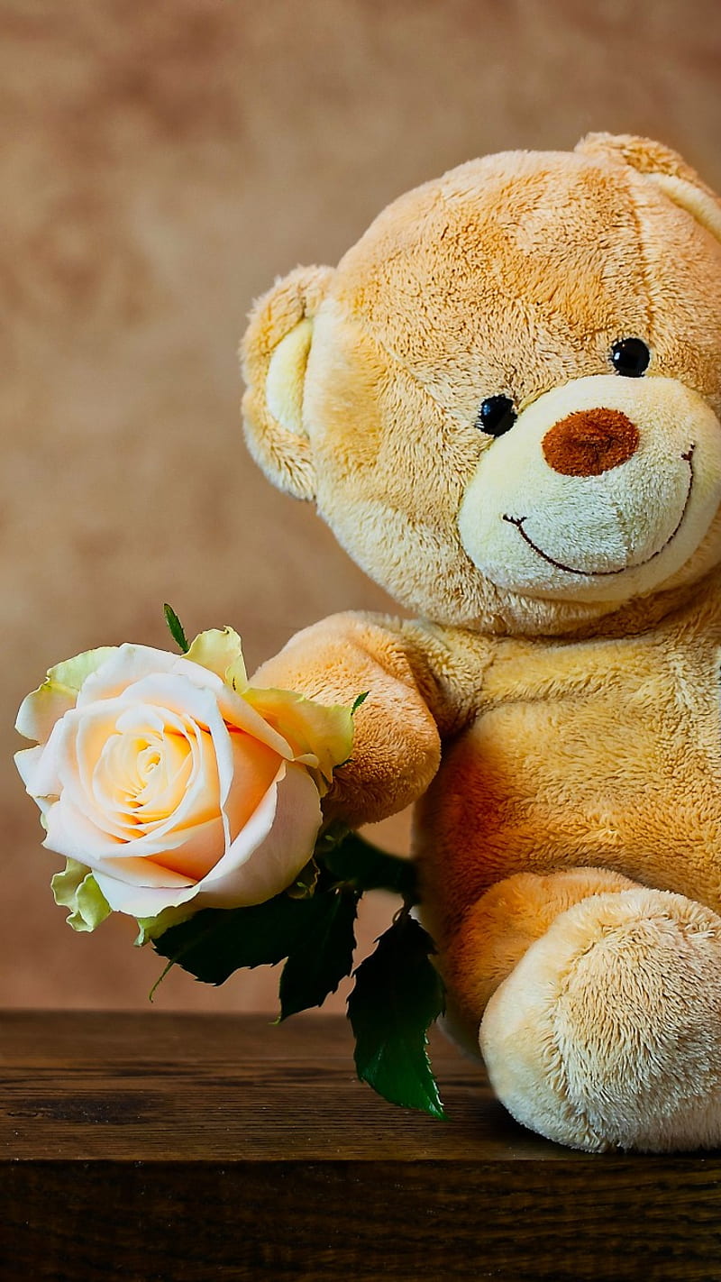 HD roses and teddy bears wallpapers | Peakpx