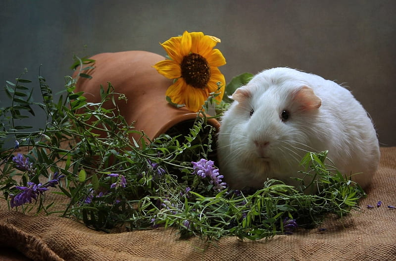 Guinea Pig, flowers, pot, rodent, HD wallpaper