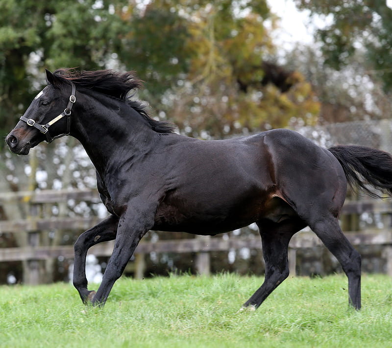 Pentire, black, horse, horses, race, stallion, white, HD wallpaper