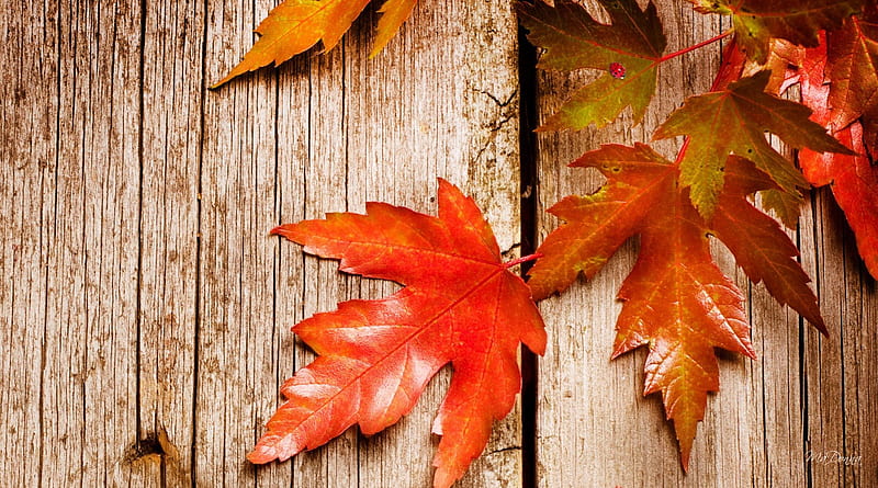 Rustic Autumn, rustic, fall, autumn, orange, maple leaves, wholesome, barnboard, country, barn, farm, ladybug, bright, boards, lady bug, wood, HD wallpaper