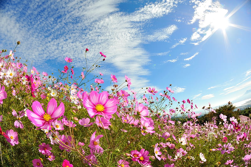 Cosmos flower, pretty, flowers, bonito, spring, cosmos, sky, field, meadow, HD wallpaper