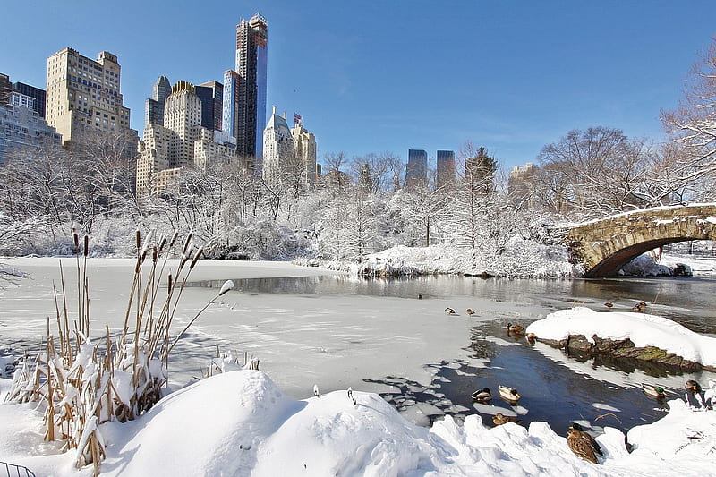 After a Snowstorm in New York, New York, City Parks, Snow, Nature, Winter, HD  wallpaper | Peakpx