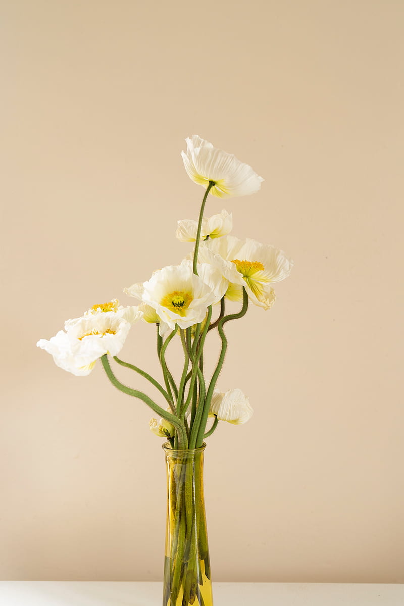 poppies, flowers, bouquet, vase, white, HD phone wallpaper