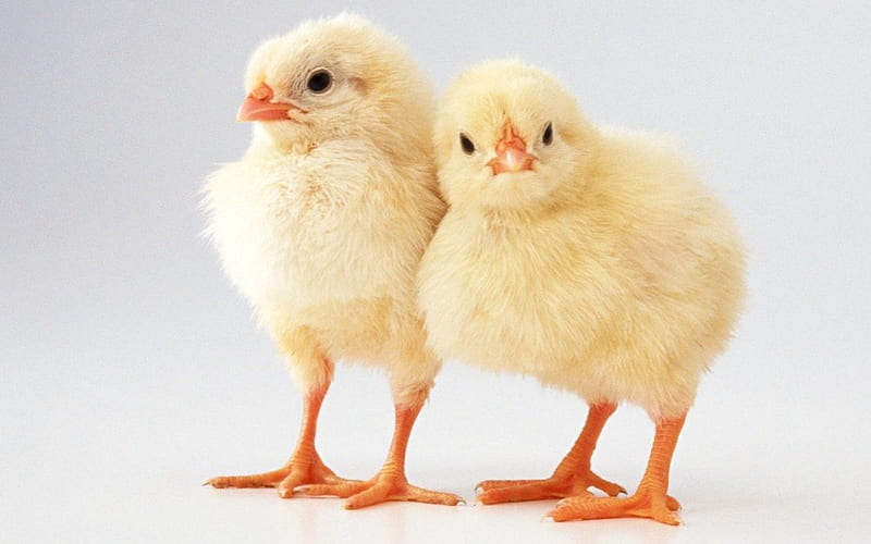 Chicks, animals, HD wallpaper