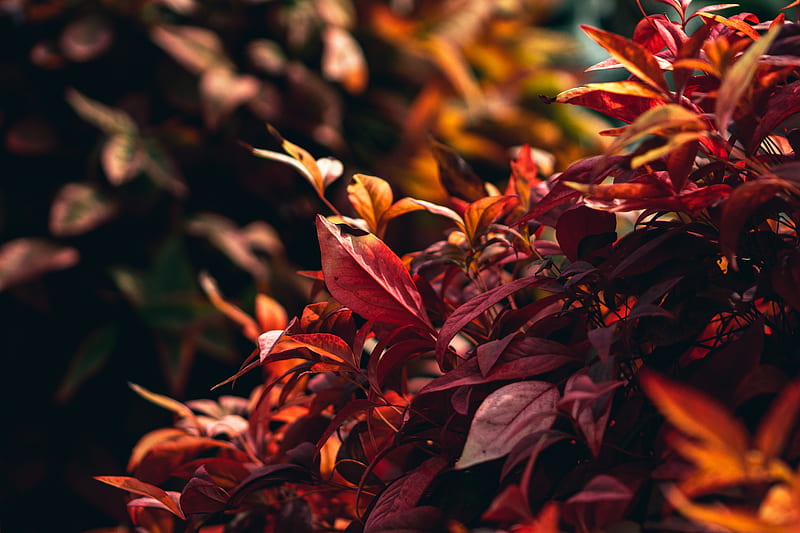 Red leafed plant, HD wallpaper | Peakpx