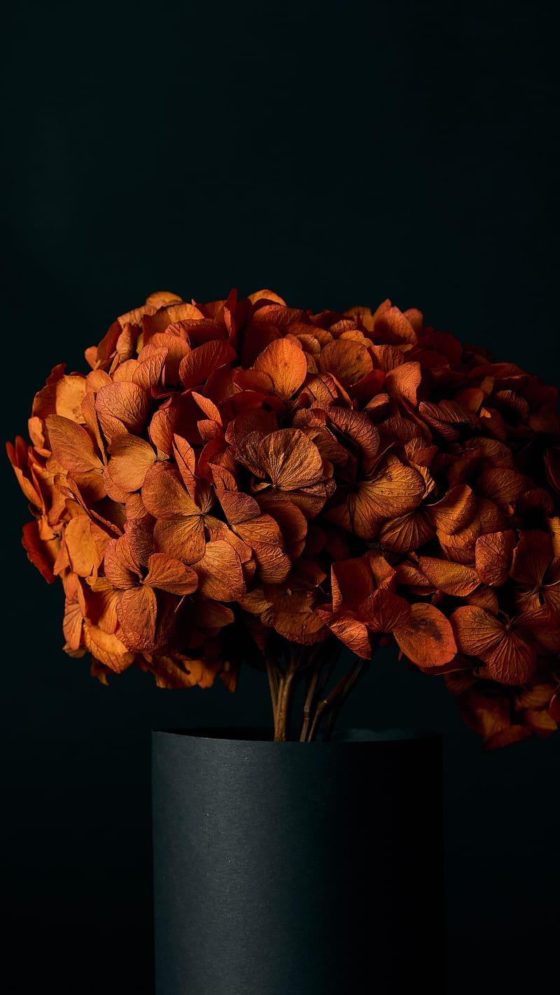 hydrangea, flowers, petals, orange, HD phone wallpaper