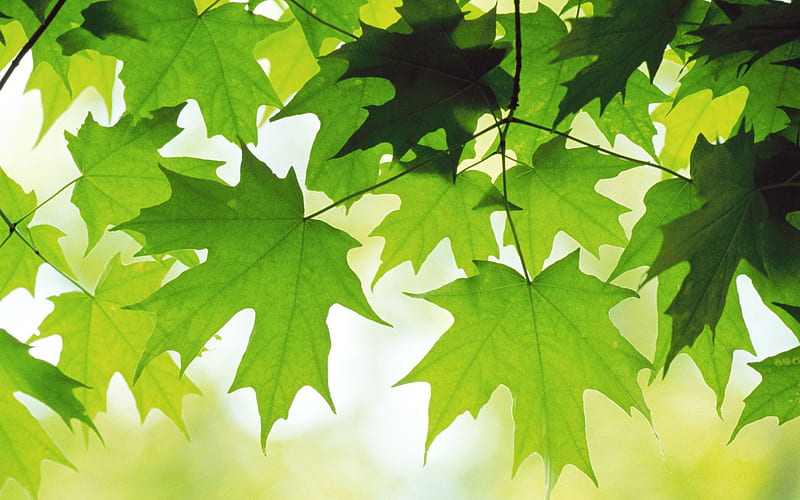 Leaves of a maple tree, tree, leaves, green, leaf, HD wallpaper