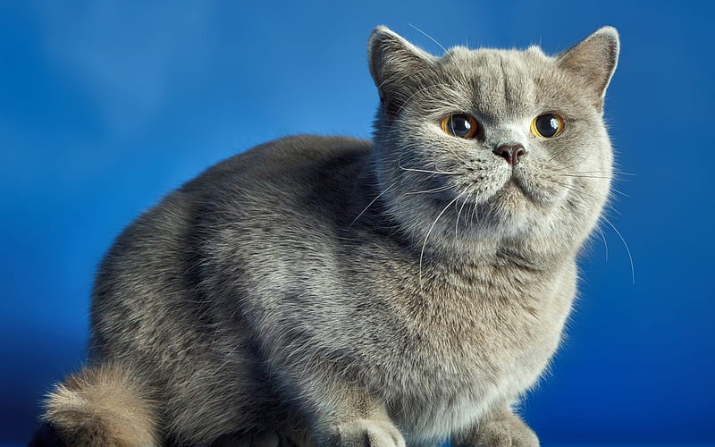 British shorthair cat, domestic cat, gray cat, pets, HD wallpaper