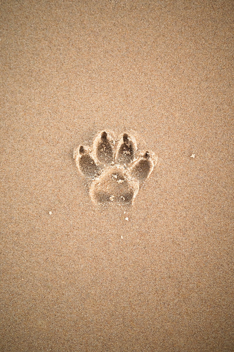 sand, imprint, paw, animal, HD phone wallpaper