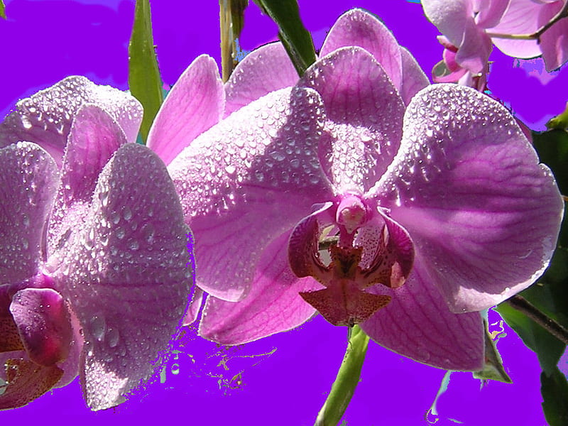 Lavender Orchid. jpg, lavender, dewdrops, blooms, orchid, HD wallpaper