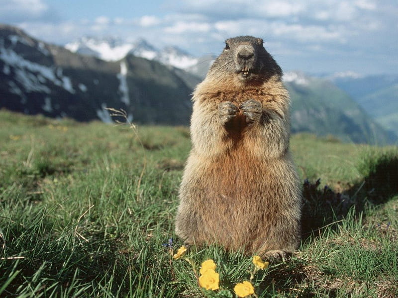 Alpine Marmot, Austria, grass, mountains, austria, alpine, marmot, HD wallpaper