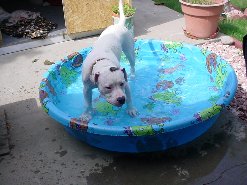 Cooling off in the pool., angus, summer time, pool, american bulldog, HD wallpaper