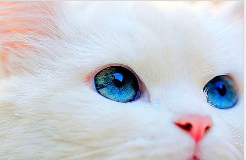 White Kitten Blue Eyes, Cats, White, Kitten, Blue, Animals, Eyes ...