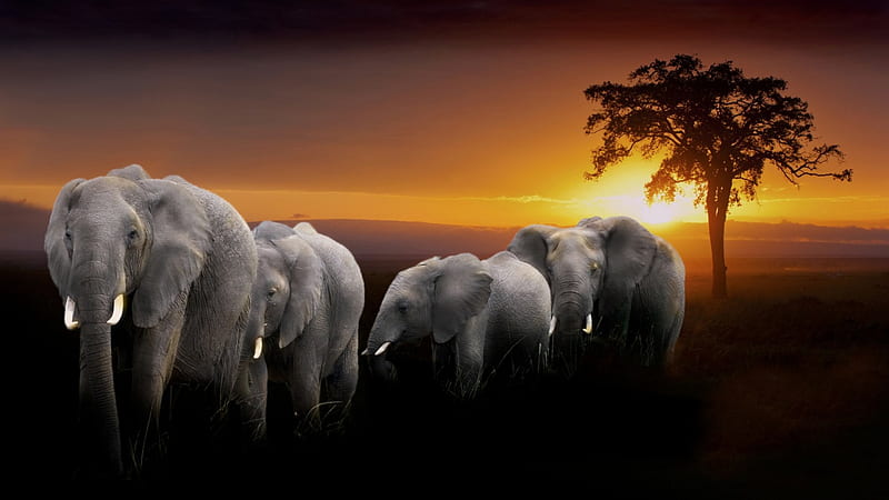 a herd of elephants at sunset in africa, sunset, tree, elephants, herd, HD wallpaper