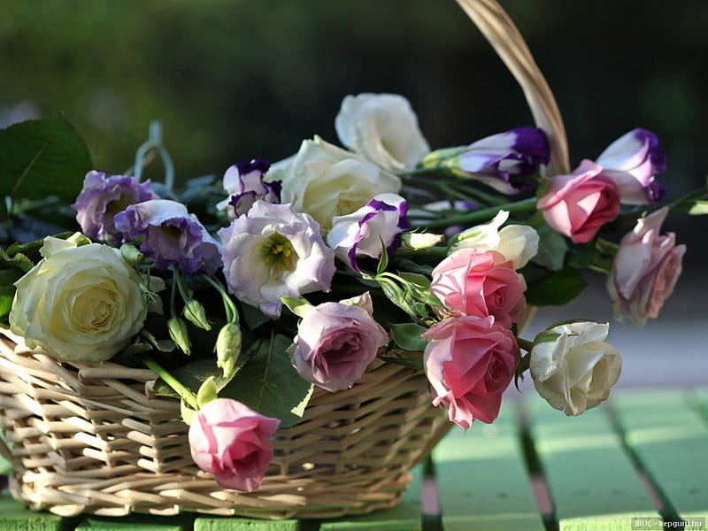 A BASKET FOR GRANDMA, baskets, family, fragrant, wicker, roses, love, flowers, affection, gifts, HD wallpaper