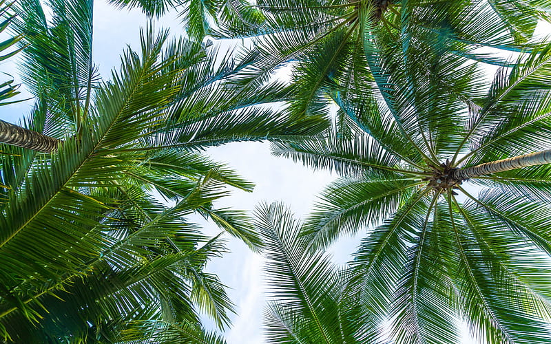 palm leaves, bottom view, sky, green leaves, tropical islands, palm trees, HD wallpaper