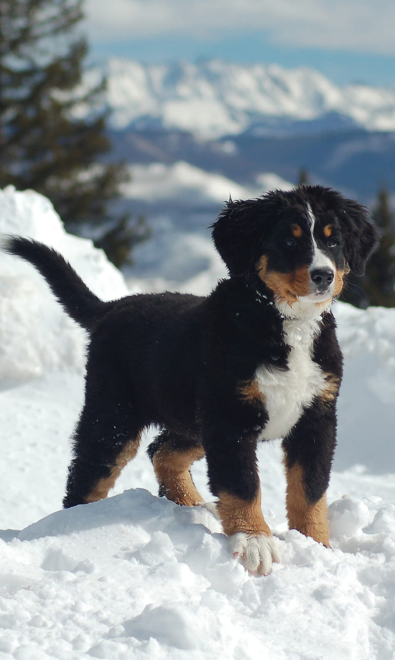 Mountain puppy, black, labrador, mountain, snow, sun, tree, white, HD phone wallpaper