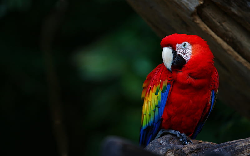 Birds, Bird, Animal, Macaw, Scarlet Macaw, HD wallpaper