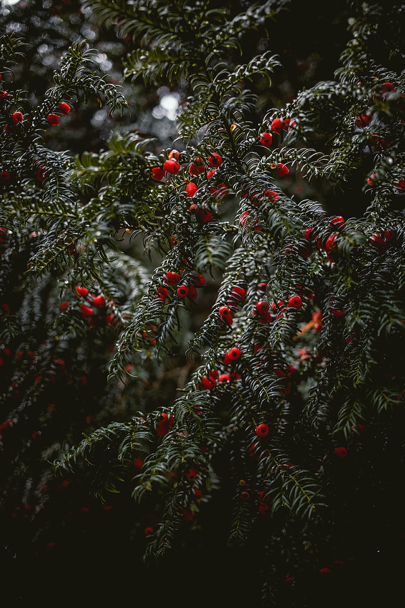 plant, berries, red, branches, wet, HD phone wallpaper