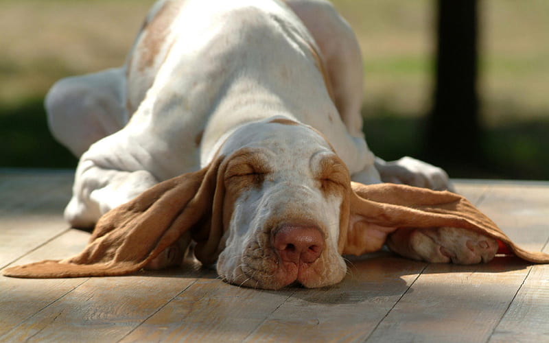 Bracco Italiano, sleeping dog, pets, cute animals, dogs, Bracco Italiano Dog, HD wallpaper