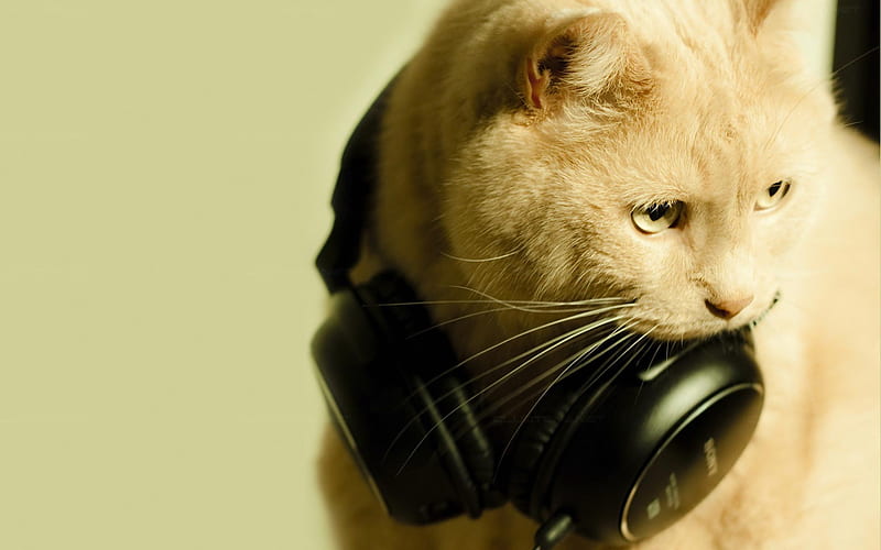 Cat Connoisseur of Stereo Sound, headphones, cat, music, white cat, HD wallpaper