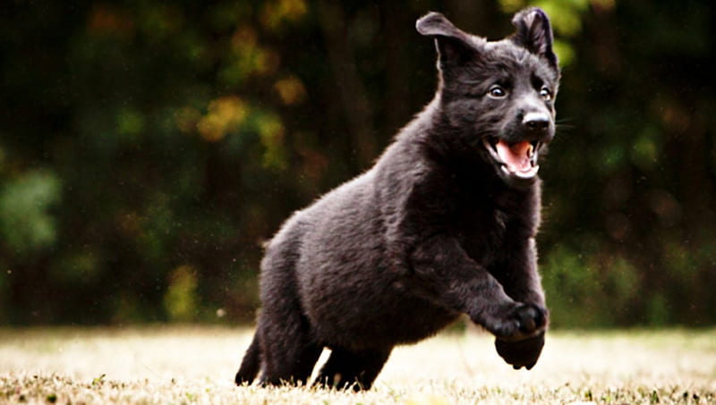 puppy,running, black, german, shepherd, away, HD wallpaper