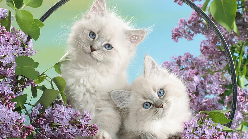 Two White Kittens with Blue Eyes, bloom, cat, eyes, kitten, lilacs, animal, blue, HD wallpaper