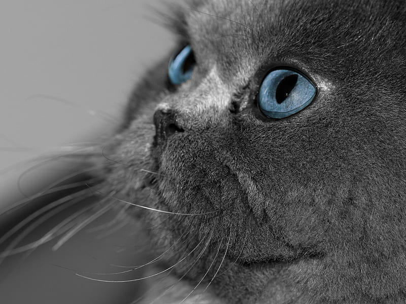 Blue look, feline, cat, kitten, animal, sweet, HD wallpaper