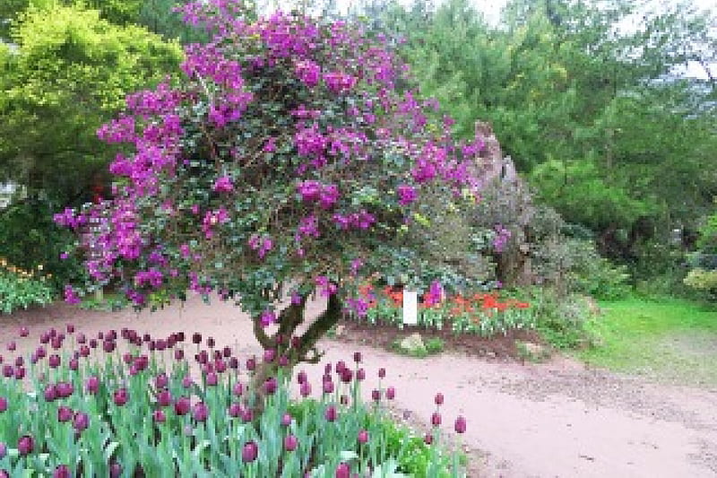 Garden, Bougainvillea glabra, purple, Tulipa, bonito, HD wallpaper