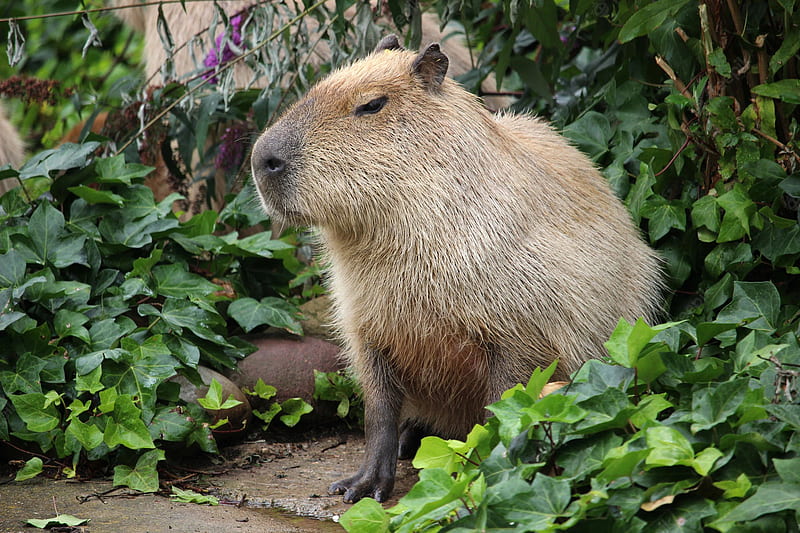 Cute Capybara Fabric Wallpaper and Home Decor  Spoonflower