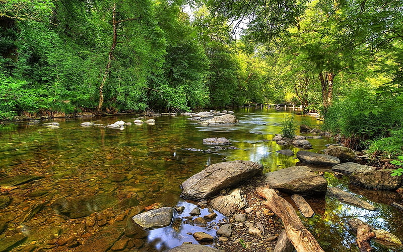 Green Forest by the Rocky River, forest, rocks, green, river, nature, trees, HD wallpaper