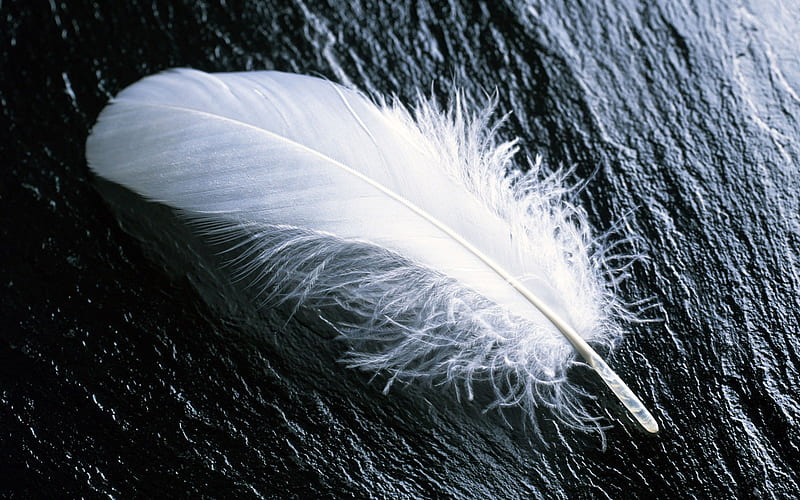 Single White Feather, white feather, bird, HD wallpaper