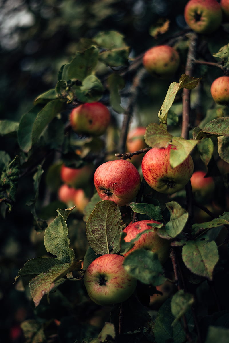 apples, branches, fruit, red, HD phone wallpaper
