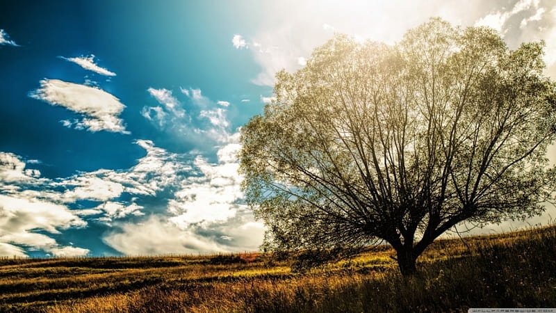 Cây đơn độc: Hãy cùng khám phá một cây đơn độc đầy bí ẩn qua hình ảnh. Từ cành đến lá, từ gốc đến thân cây, chúng ta sẽ cảm nhận được sự cô đơn đầy xúc động của nó. Để những hình ảnh tuyệt đẹp này có thể thu hút sự chú ý của bạn, hãy đồng hành cùng chúng tôi!