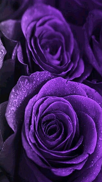 28 Purple Rose iPhone Wallpapers  WallpaperSafari