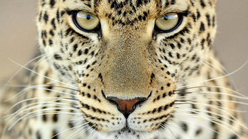 Leopard Face, leopard, tiger lion, wildlife, nature, jaguar, big cats, animals, HD wallpaper