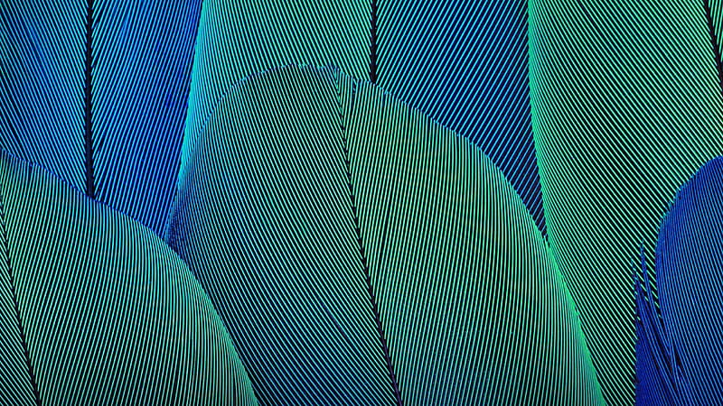 Upward Feathers of green, pretty, graphy, hue, green, color, abstract, feathers, blue, cool, HD wallpaper