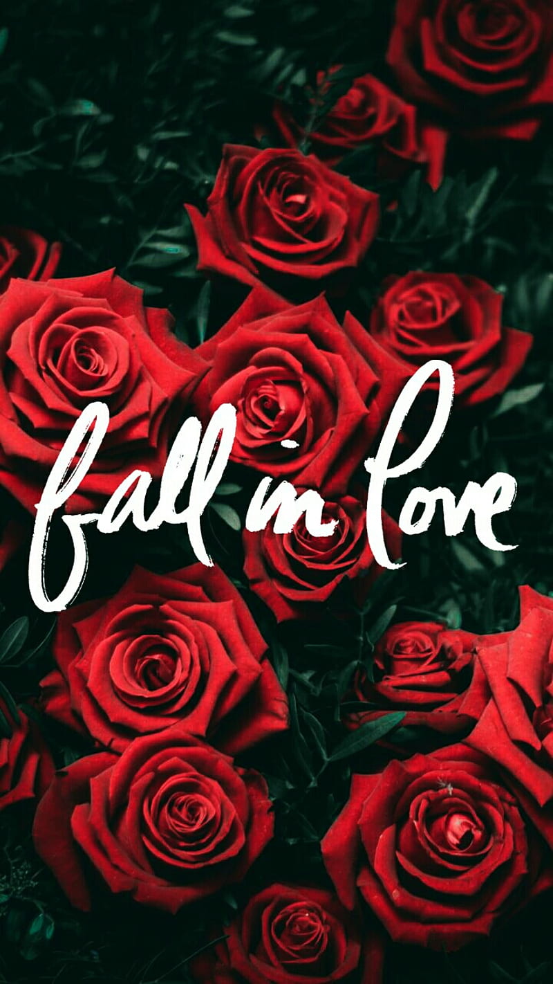Fall in Love, bonito, roses, valentines day, HD phone wallpaper