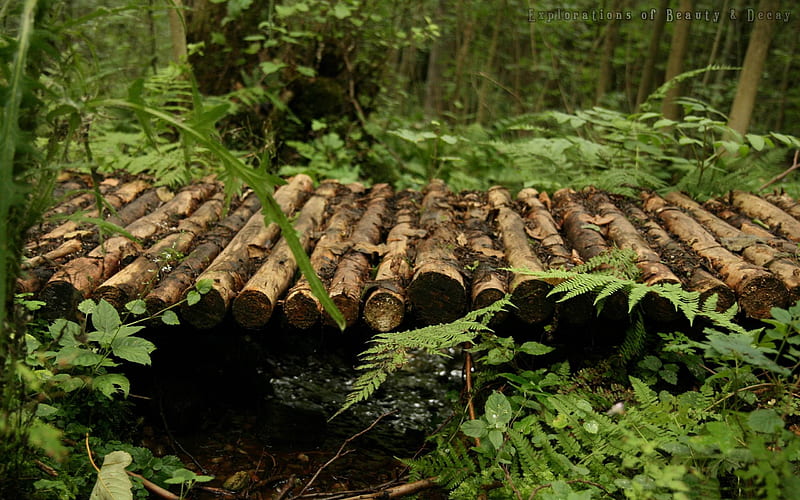 wooden bridge through the forest-Forest plants, HD wallpaper