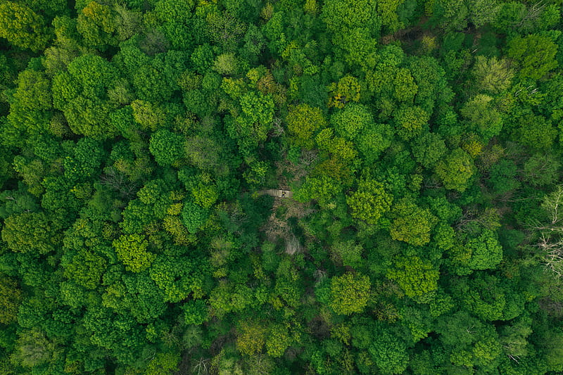 forest, aerial view, green, trees, treetops, HD wallpaper