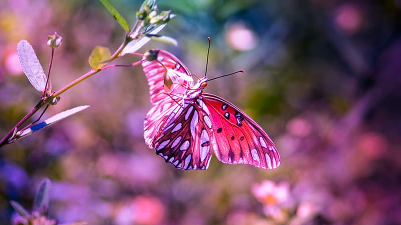 Beautiful Pink Purple Design Butterfly In Blur Background Butterfly, HD wallpaper