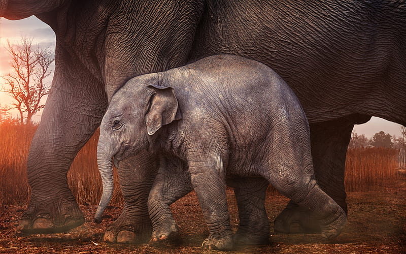 African elephants, family, african steppe, mother and cub, small elephant, savannah, wildlife, elephants, Africa, Loxodonta africana, HD wallpaper