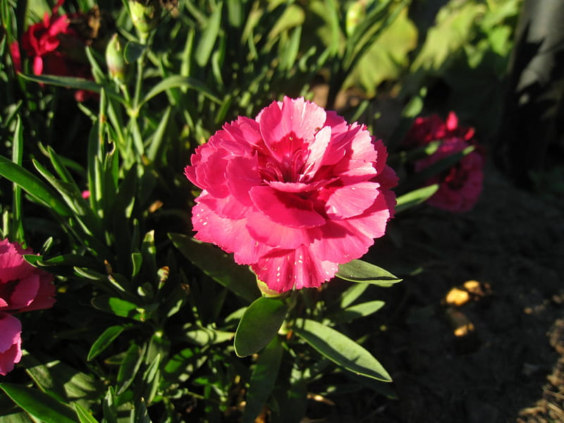 Pink Carnation, green, flower, color, garden, carnation, pink, leafs ...