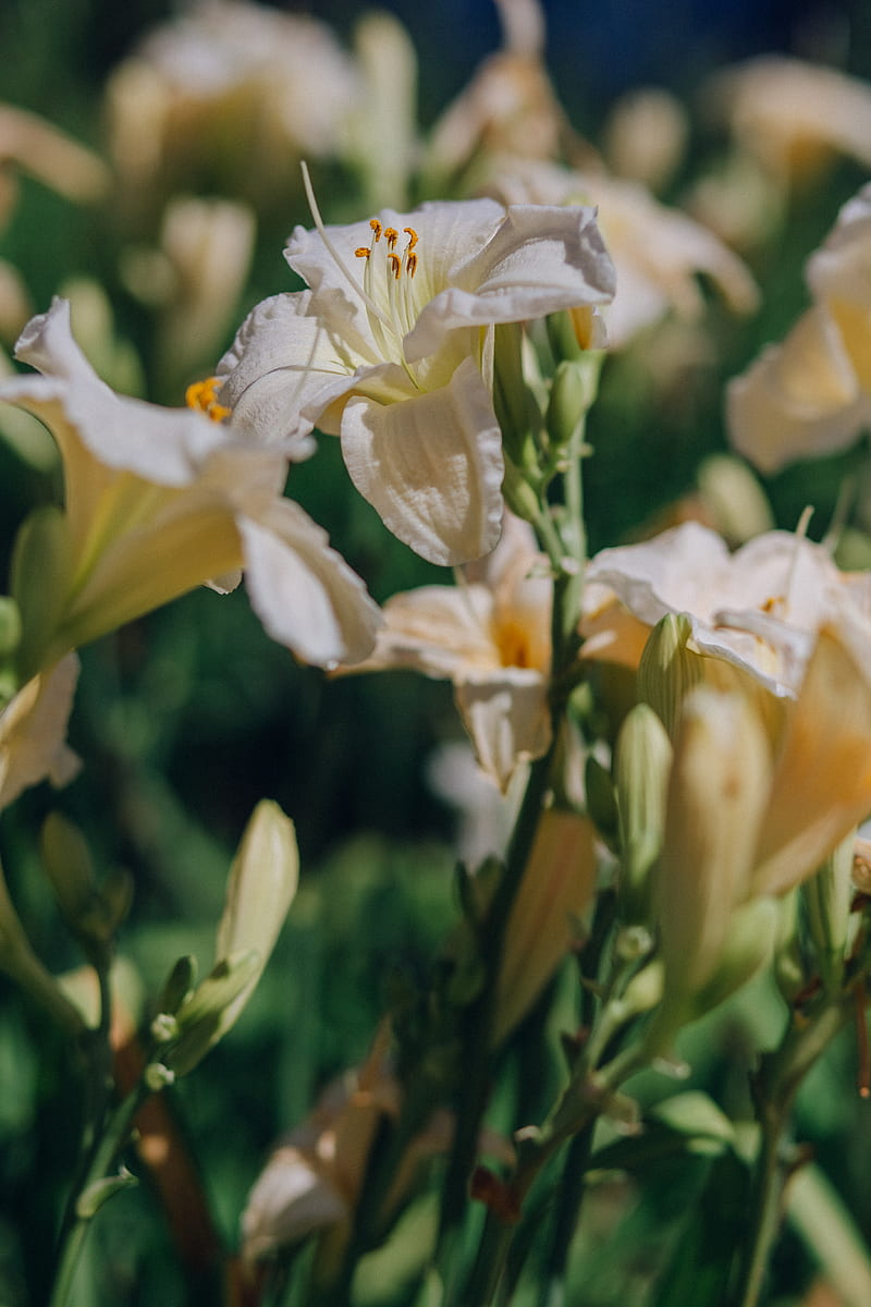 White Flower in Tilt Shift Lens, HD phone wallpaper