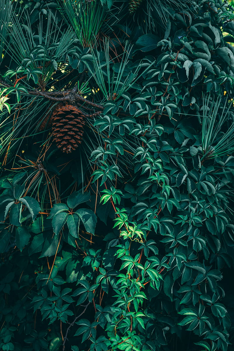 green leaves with brown pine cone, HD phone wallpaper