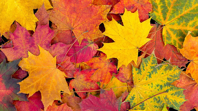 Red Yellow Orange Green Autumn Leaves Autumn, HD wallpaper | Peakpx