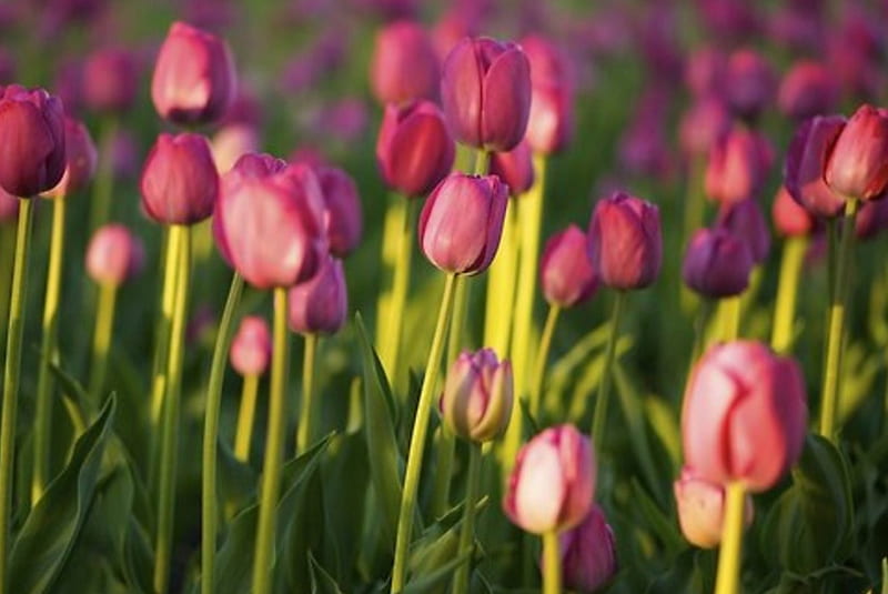 Tulips, purple, flowers, nature, field, HD wallpaper | Peakpx