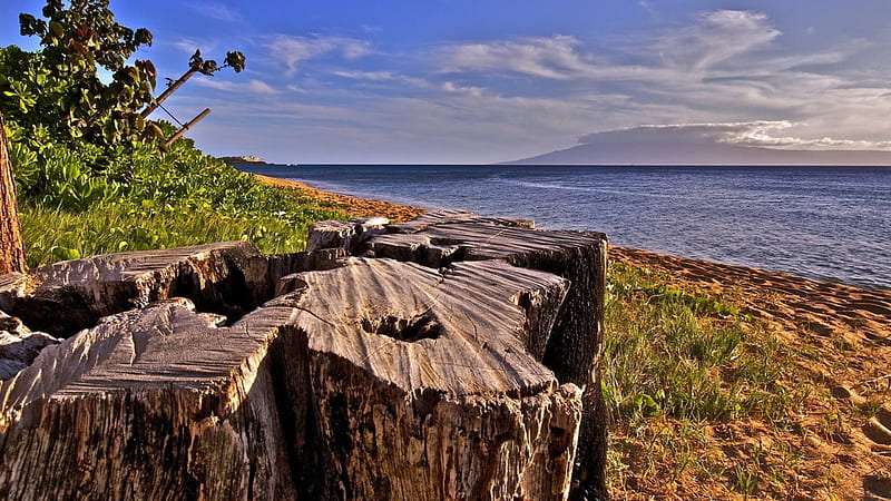 tree stump on beautiful beach, beach, grass, sea, stump, HD wallpaper