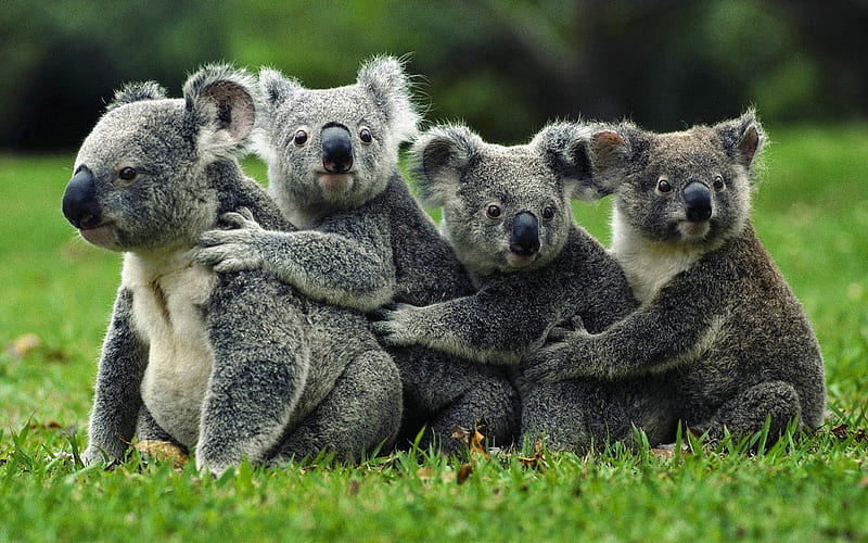 Family Hug Time, four in grass, black nose, bear, grey coat, koala, trees, HD wallpaper