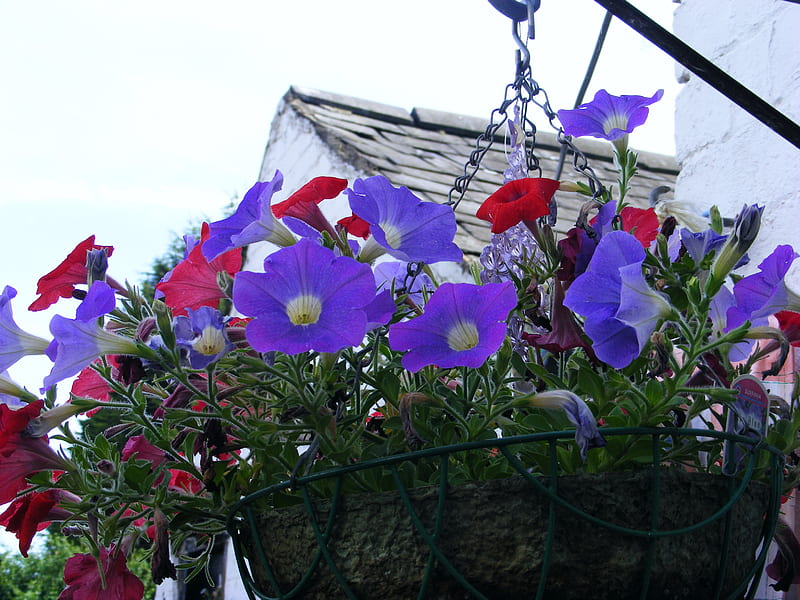 Red and blue Petunias, red, roof, basket, whitespot, blue, HD wallpaper